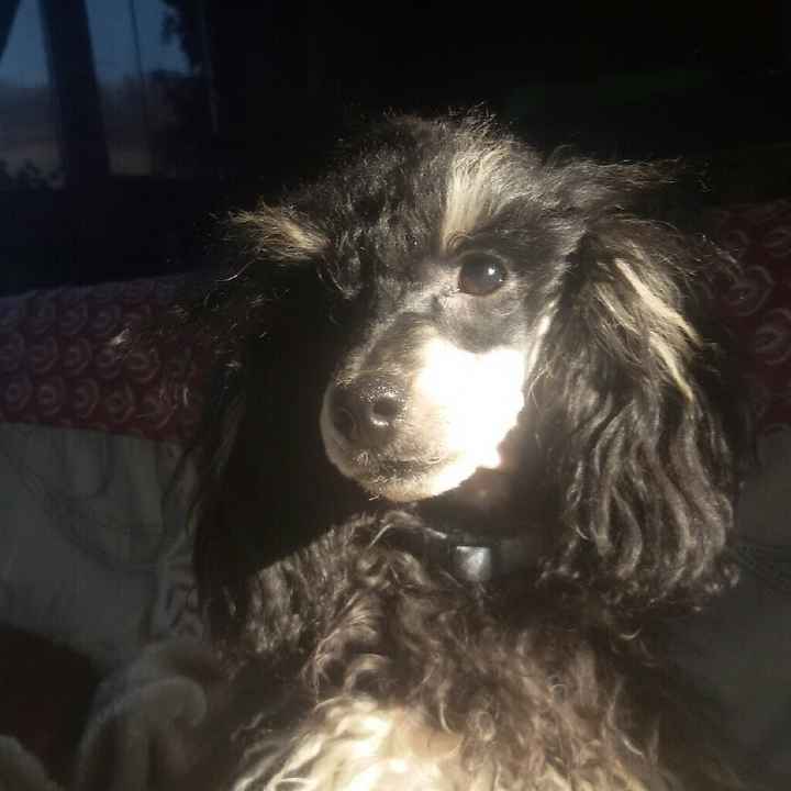 Animaletti in casa - 1