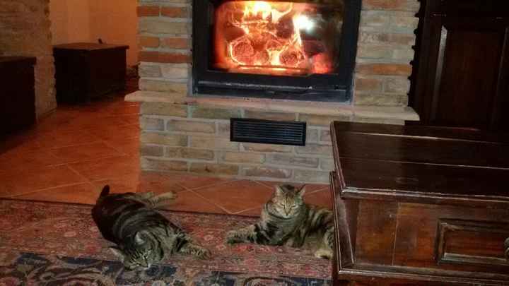 Animaletti in casa - 3