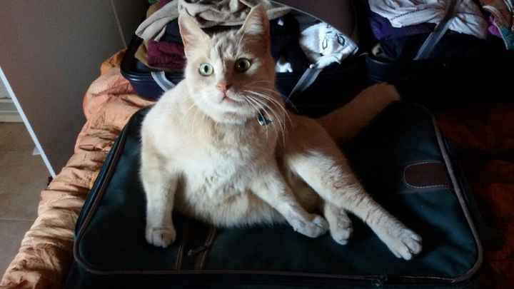 Animaletti in casa - 4