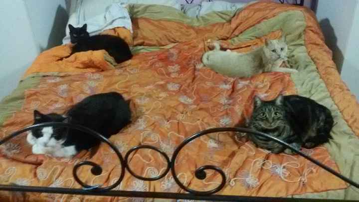 Animaletti in casa - 5