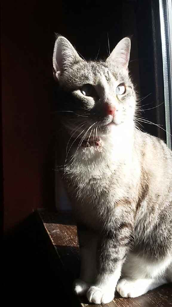 Animaletti in casa - 6