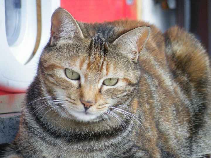 Animaletti in casa - 8