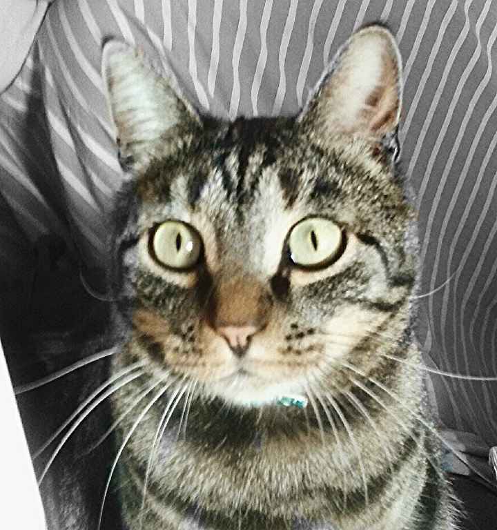 Animaletti in casa - 10