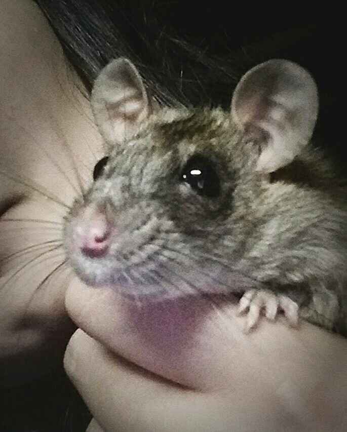 Animaletti in casa - 11