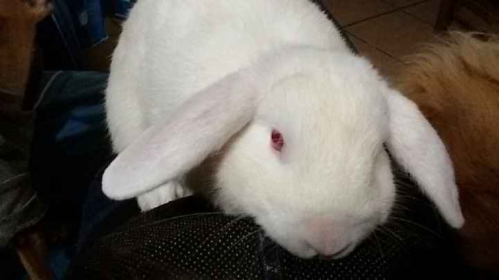 Animaletti in casa - 13