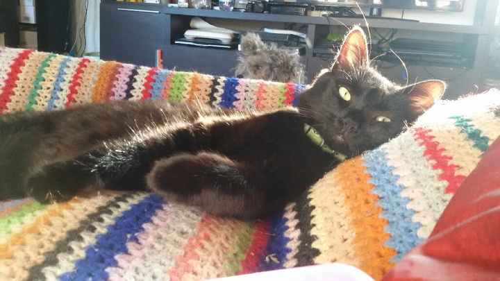 Animaletti in casa - 15