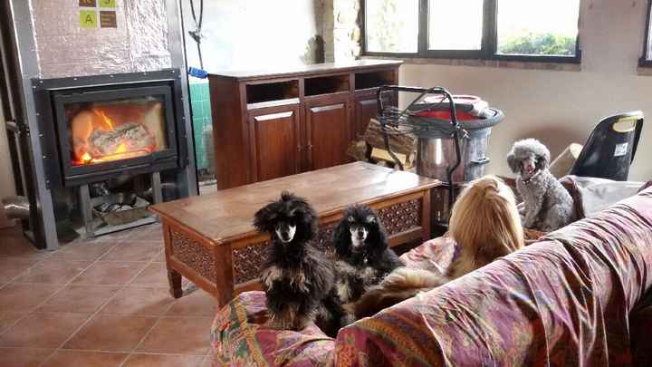 Animaletti in casa - 16