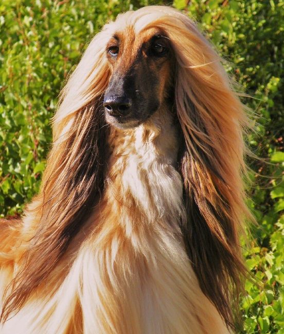 Cosa ne pensate? - 1