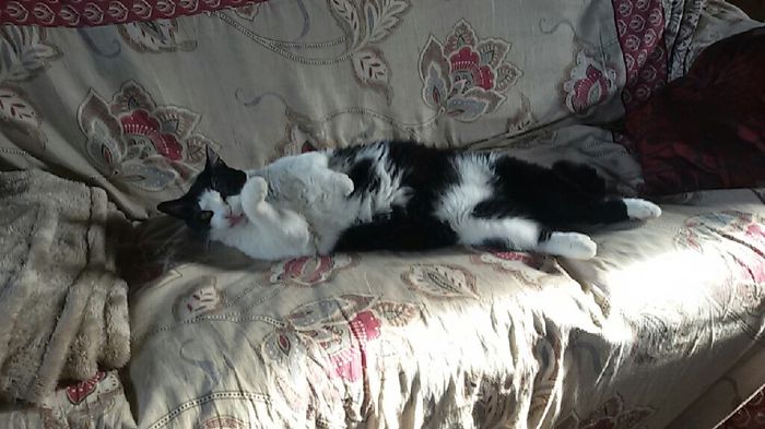 Animaletti in casa - 2