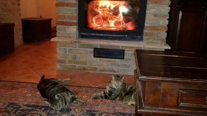 Animaletti in casa - 3