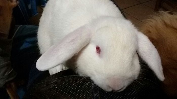 Animaletti in casa - 13