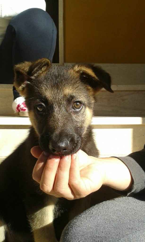 I nostri amici a 4 zampe - 1