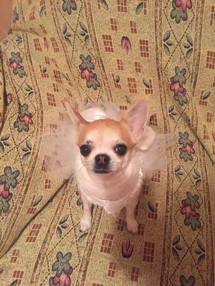 Cani al matrimonio - 1