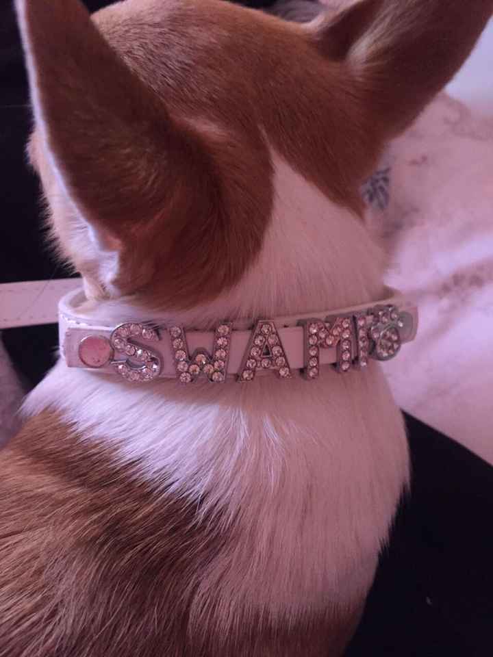 Outfit della mia cucciolina - 1