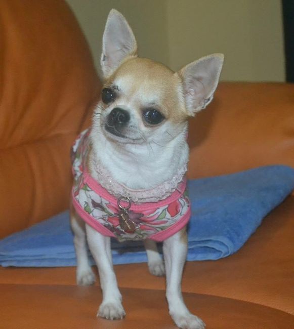 Eterna romantica - 1