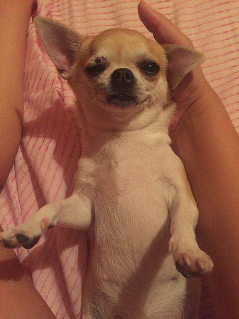 Cagnolina portafedi ^.^ - 1