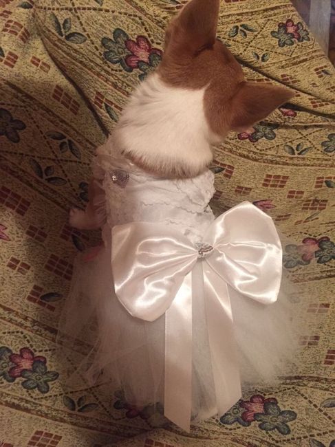 Outfit della mia cucciolina - 4