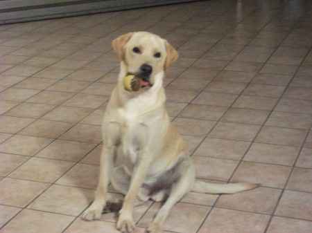 Vi presento la nostra cucciola!!!! - 1