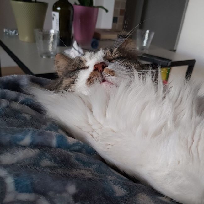 i nostri amici animali 11