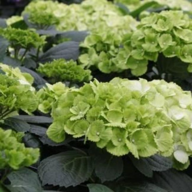 Colori matrimonio aprile 2022 1