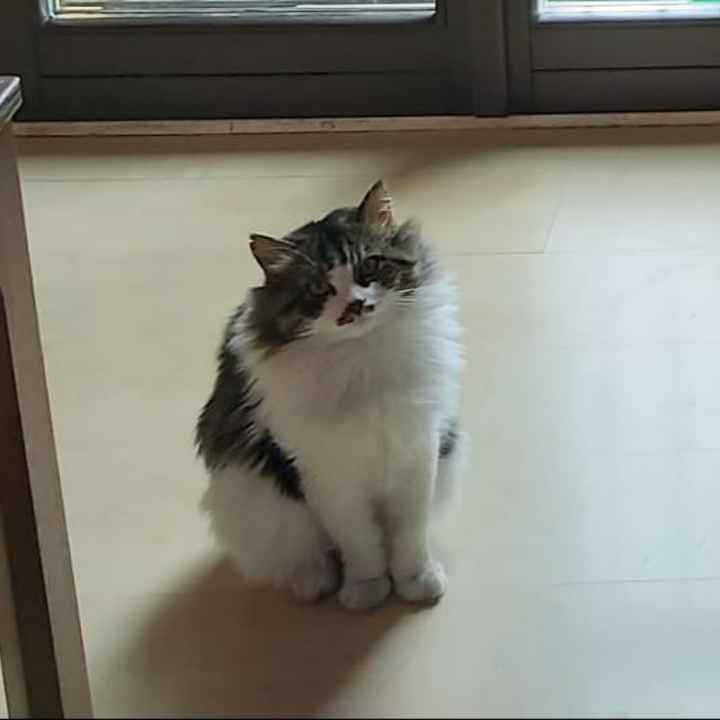 i nostri amici animali - 1