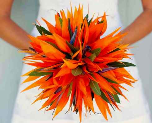 Dopo varie ricerche ho scelto la strelitzia reginae come fiore principale del mio bouquet, perfetto 