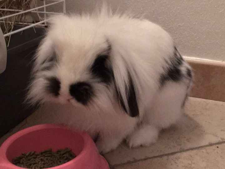 Cake topper con coniglio - 1