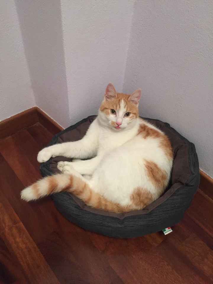 Se non ci fossero loro... - 1