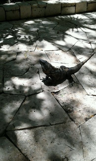 Saluti dal messico - 5