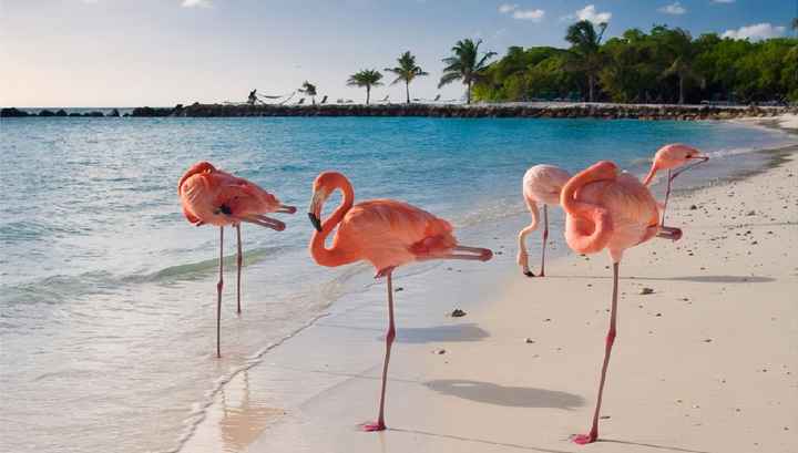 Le Antille Olandesi, isole caraibiche: Aruba e Curaçao - 2