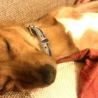 Le foto dei vostri animali - 1