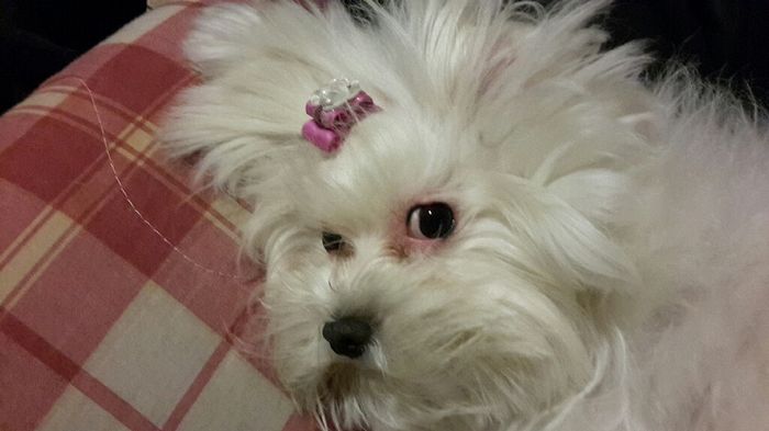 Cagnolina portafedi ^.^ - 1