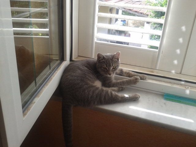 Too cute: i vostri amici animali - 3