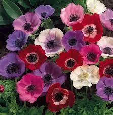 anemone