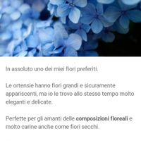 Nomi di fiori azzurri diversi per le tavole - 2