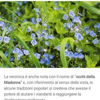 Nomi di fiori azzurri diversi per le tavole - 3