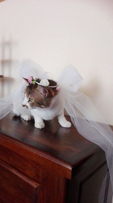 -4, damigella pronta - 2