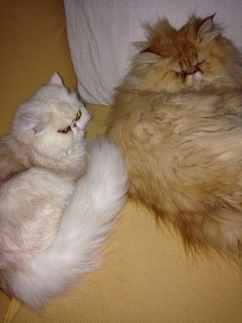 Too cute: i vostri amici animali - 1