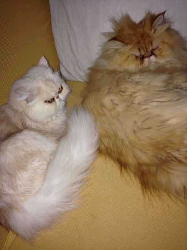 Too cute: i vostri amici animali - 1