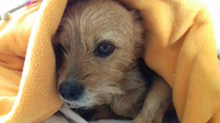  Viaggio di nozze e amici a 4 zampe! - 1