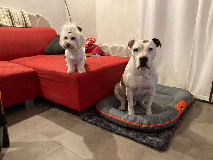 4 zampe al matrimonio! - 1