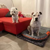 4 zampe al matrimonio! - 1