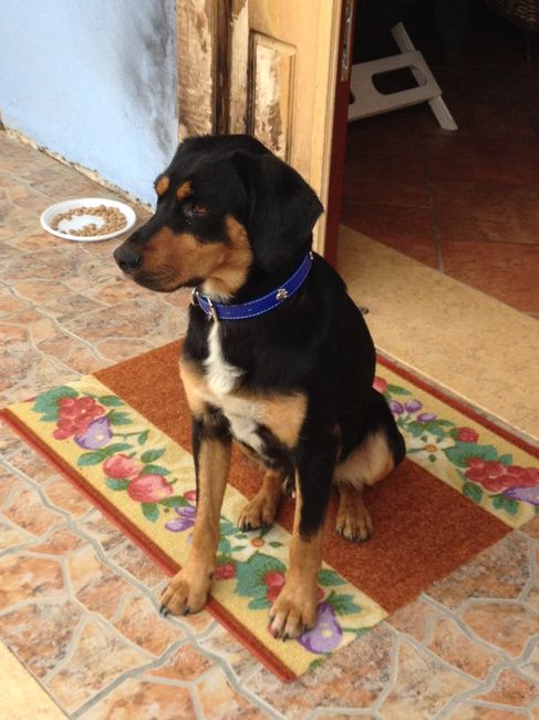 I nostri animaletti pelosi. - 1