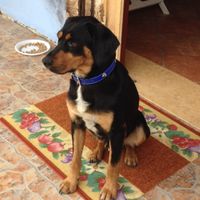 I nostri animaletti pelosi. - 1