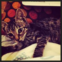 I nostri animaletti pelosi. - 2