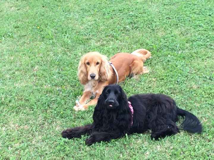 Matrimonio 4 zampe - 1