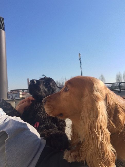 Too cute: i vostri amici animali - 1