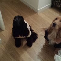 La mia amata 4 zampe in chiesa con noi.  - 1