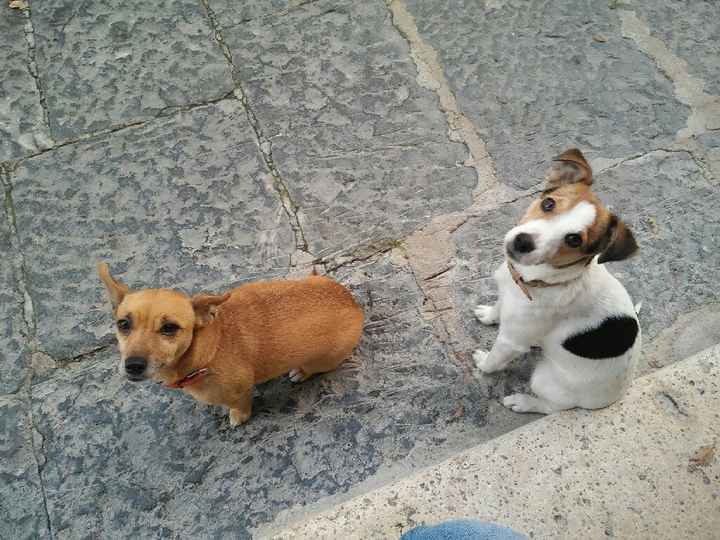 I nostri amici a 4 zampe - 1