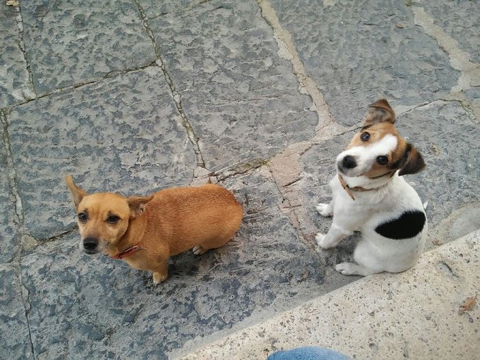 I nostri amici a 4 zampe - 1